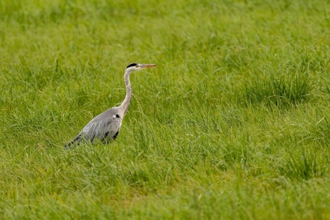 Grey heron (Ardea cinerea), Vulkaneifel, Rhineland-Palatinate, Germany