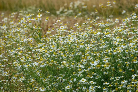 Matricaria chamomilla (Matricaria chamomilla) at the edge of a field, Münsterland, North