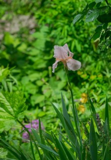 German iris (Iris ×germanica), North Rhine-Westphalia, Germany