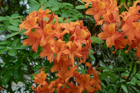 Orange-coloured flowers of the azalea (Azalea), North Rhine-Westphalia, Germany