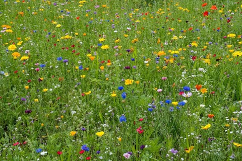 Colourful flower meadow, Münsterland, North Rhine-Westphalia, Germany