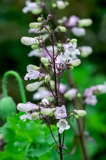 Bearded thread (Penstemon), Netherlands