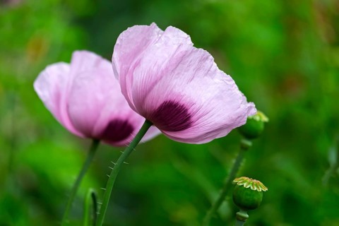 Opium poppy (Papaver somniferum), North Rhine-Westphalia, Germany