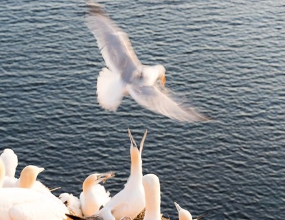 A herring gull (Larus argentatus) flies over the gannet colony and wants to land, a gannet (Morus