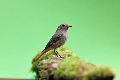 Black redstart (Phoenicurus ochruros), on a moss-covered tree stump in a garden, Wilnsdorf, North