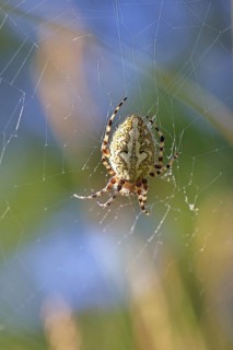 Aculepeira ceropegia, (Araneus ceropegia), macro photograph, spider, arachnid, Wilnsdorf, North
