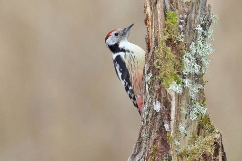 Middle spotted woodpecker (Dendrocopos medius) foraging on a tree stump overgrown with moss and
