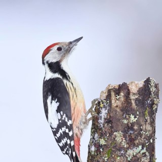 Middle spotted woodpecker (Dendrocopos medius) foraging on the trunk of a grey birch (Betula