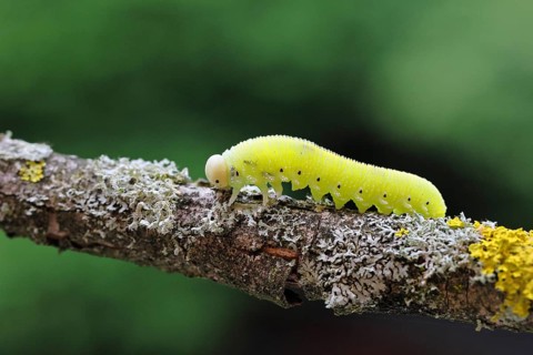 Birch Sawfly, Birch Button Hornworm Wasp (Cimbex femoratus), Birch Sawfly (Symphyta), Birch Button