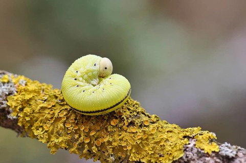 Birch Sawfly, Birch Button Hornworm Wasp (Cimbex femoratus), Birch Sawfly (Symphyta), Birch Button
