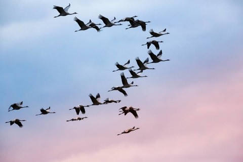 Cranes flying, grey crane (Grus grus), bird migration, evening sky, Rehdener Geestmoor, Diepholzer