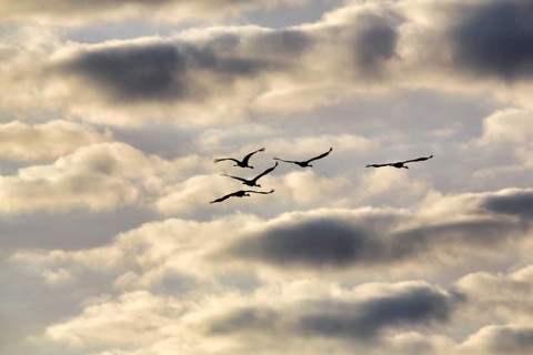 Cranes flying, grey crane (Grus grus), bird migration, silhouettes in the evening sky, Rehdener