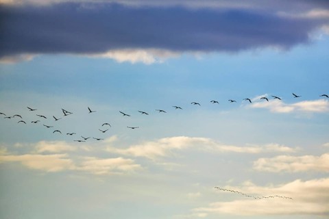 Cranes flying, grey crane (Grus grus), bird migration in the evening sky, Rehdener Geestmoor,