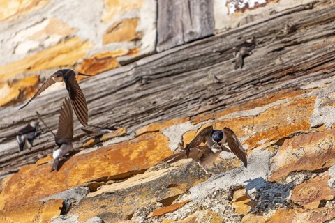 House martins fly lively in front of old house facade