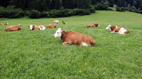 Cows lying in a meadow in the Allgäu, Pfronten, 30.07.2025
