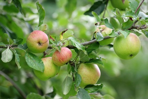 Apple tree (Malus domestica), Apple, Harvest, Garden, Germany, Little by little the apples ripen on