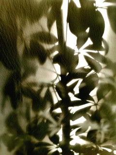 Soft afternoon light filters through leaves, casting intricate shadows on a textured wall. The