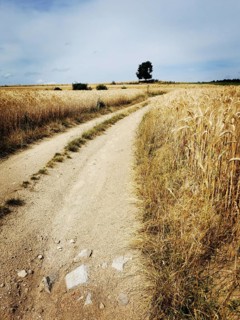A winding dirt road meanders through expansive golden wheat fields, framed by a vast cloudy sky. A