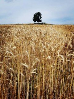 A vast golden wheat field fills the landscape, showcasing a solitary tree in the background near a