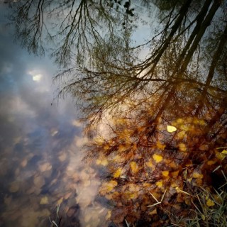 Golden autumn leaves float on the calm surface of a pond, perfectly mirroring trees and a cloudy