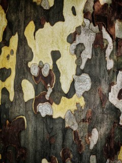 Intricate patterns of yellow, gray, and brown adorn tree bark, highlighting the natural beauty of