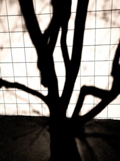 Intricate shadows from tree branches create an artistic design on a tiled surface as sunlight
