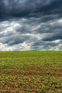 A green field of young corn shoots stretches across the landscape, Puy de Dome, Auvergne Rhone