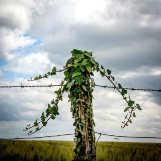 A weathered fence post is enveloped in climbing vines, showcasing nature's resilience. Auvergne.