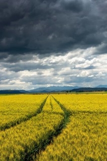 A vast field of wheat stretches out under a sky filled with dark clouds. Puy de Dome, Auvergne