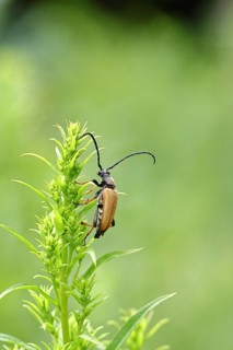 Red-necked buck (Stictoleptura rubra), male, on European goldenrod (Solidago), close-up, Wilnsdorf,