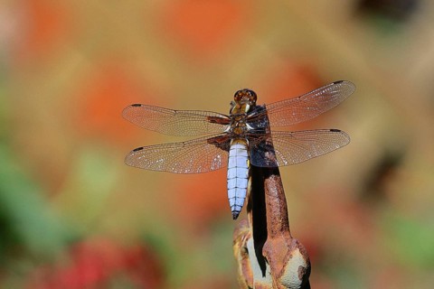Flat-bellied dragonfly (Libellula depressa), male sitting on a fence top in the garden, close-up,
