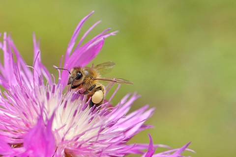 European honeybee (Apis mellifera), with pollen pellets, collecting nectar from a flower of the