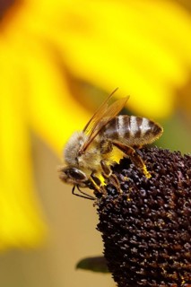 European honey bee (Apis mellifera), collecting nectar from a yellow coneflower (Echinacea