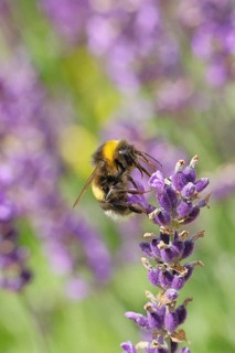 Ground bumblebee (Bombus terrestris), on a lavender flower (Lavandula angustifolia), macro