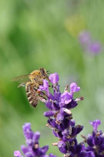 Honey bee (Apis mellifera) on a lavender flower (Lavandula angustifolia), macro photograph,
