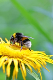 Earth bumblebee (Bombus terrestris), collecting pollen on a yellow flower of a Great Telekie