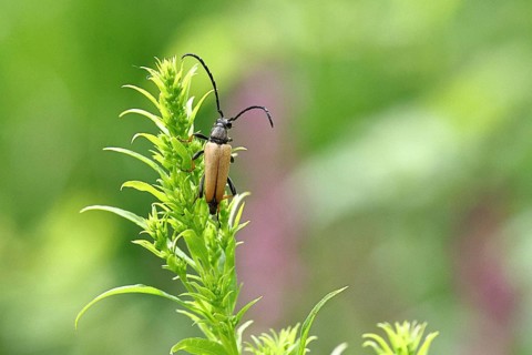 Red-necked buck (Stictoleptura rubra), male, on European goldenrod (Solidago), close-up, Wilnsdorf,