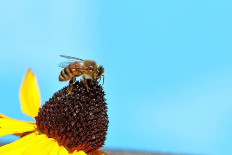 European honey bee (Apis mellifera), collecting nectar from a yellow coneflower (Echinacea