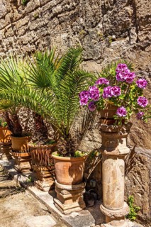 Ornamental flowers and green plants on pedestals in terracotta pots by a house wall, Palma de