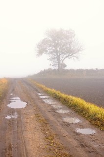 Gravel road with water puddles a foggy autumn day in the countryside with a solitary tree by a