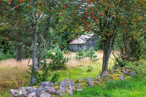 Old barn on a meadow in the forest with red rowan berries on the trees in an old cultural
