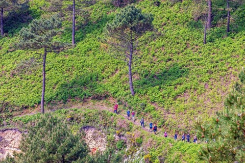 Hikers walking in a row on a forest path on a forest slope with pine trees, Crozon peninsula,