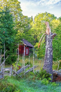 Red wooden cottage in the forest with a storm damaged birch tree by a wooden fence in autumn,