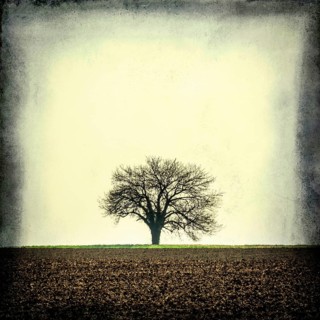 A solitary tree stands prominently in a vast, empty field in France. The landscape features muted