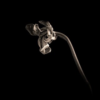 A wilted tulip bends gracefully, its delicate petals curling inward and highlighting the contrast