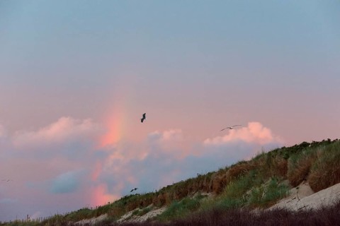 Several herring gulls (Larus fuscus) fly in front of a pastel-coloured sky at sunset with rainbow