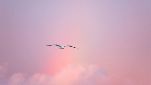 A lonely herring gull (Larus fuscus) flies in front of a pastel-coloured sky at sunset with