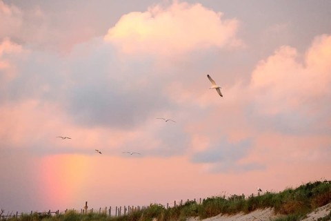 Several herring gulls (Larus fuscus) fly in front of a pastel-coloured sky at sunset with rainbow