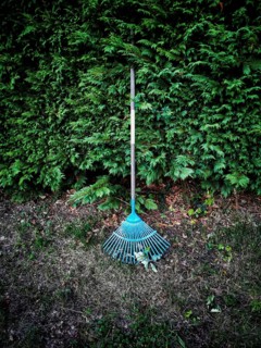 A bright blue rake is positioned against a dense green hedge in a garden. Surrounding the rake is a