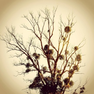 A tall, leafless tree stands silhouetted against a warm sunset sky. Mistletoe clusters are visible